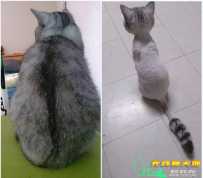 最新iPhone发布后网友的吐槽合集，哈哈哈都是脑洞大开啊