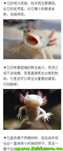 喵汪已经过时，如果你还不知道它那就太out了！