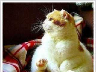 过年不易，全拼演技