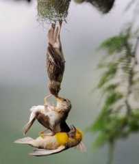 春节快到了，男生见女方父母技能