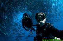 澳洲夫妇潜水被鱼群「包围」 景象震撼