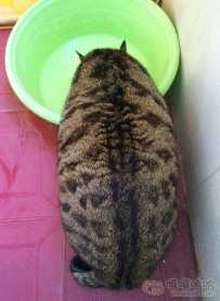 没见过海参喝水的