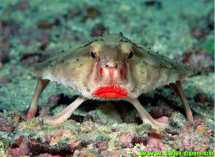 保证你从来没见过的动物！太震惊了！