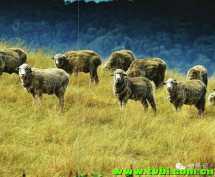 生活在澳洲遇到的十件怪事~澳洲朋友是不是很有感触啊~