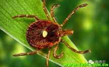 有一种神奇的虫子，被它咬过之后，就能变得不吃肉了…