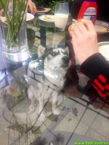 当你放假时，你家宠物在做什么？