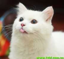 这只来自菲律宾的波斯猫叫Max，现在才六个月大，平时非常喜欢炫耀她的小舌头 ...