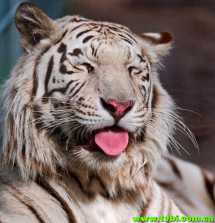 有谁知道这是什么枪吗？后坐力好像蛮大的