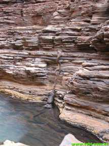 在澳洲能活下来是有多么不容易，你造吗？