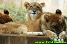 有了孩子后 生活就变成这样了。。笑尿啦！