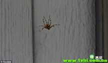 一只能被歌声吓哭的蜘蛛.. 这反应简直从头笑到崩....